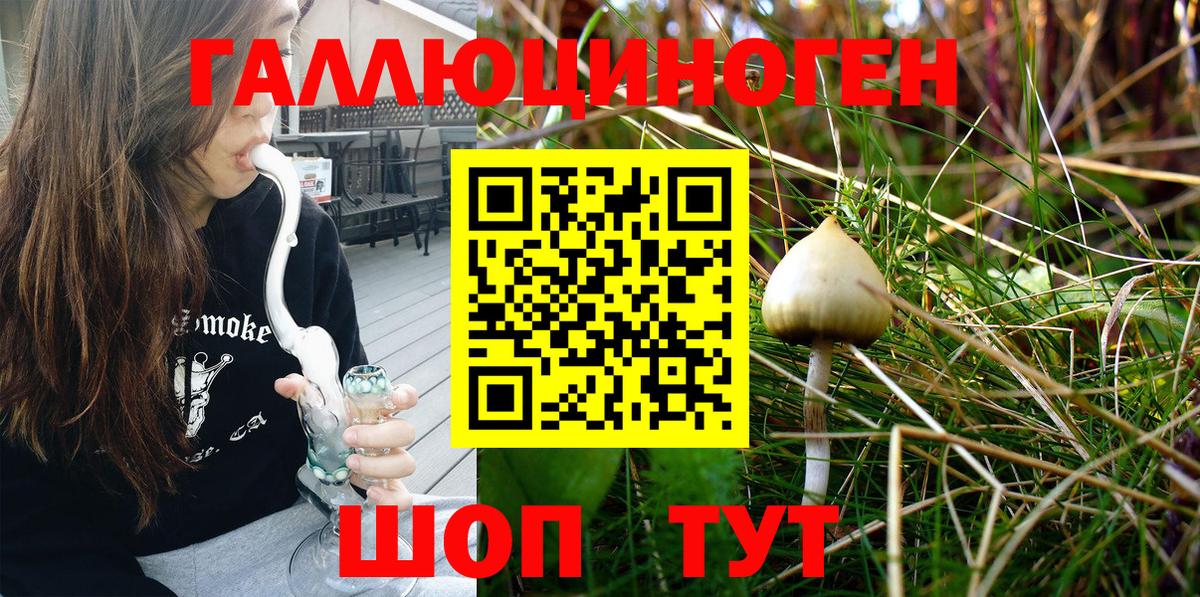 Галлюциногенные грибы Psilocybine cubensis Асино